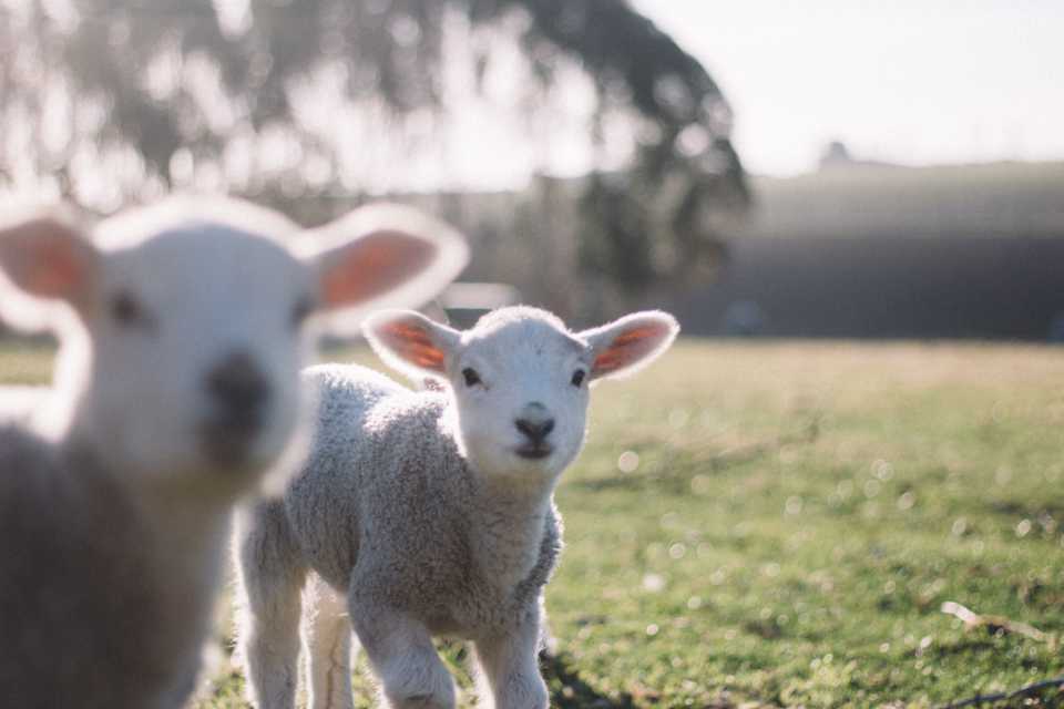 New Zealand